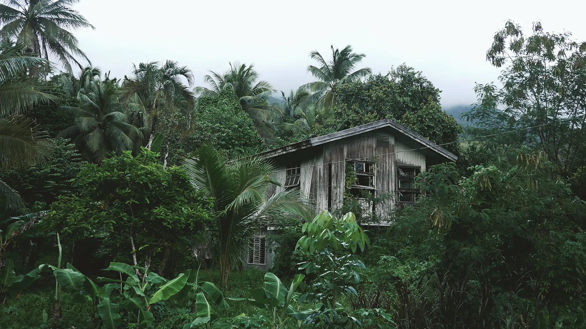 Maison en bois dans la forêt